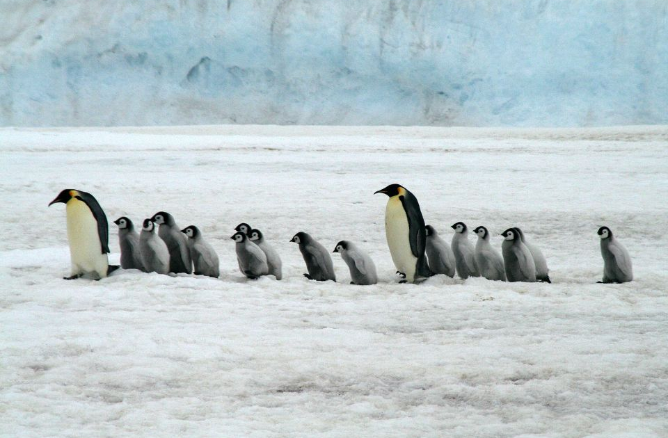 Avian influenza has killed millions of seabirds around the world: Antarctica could be next