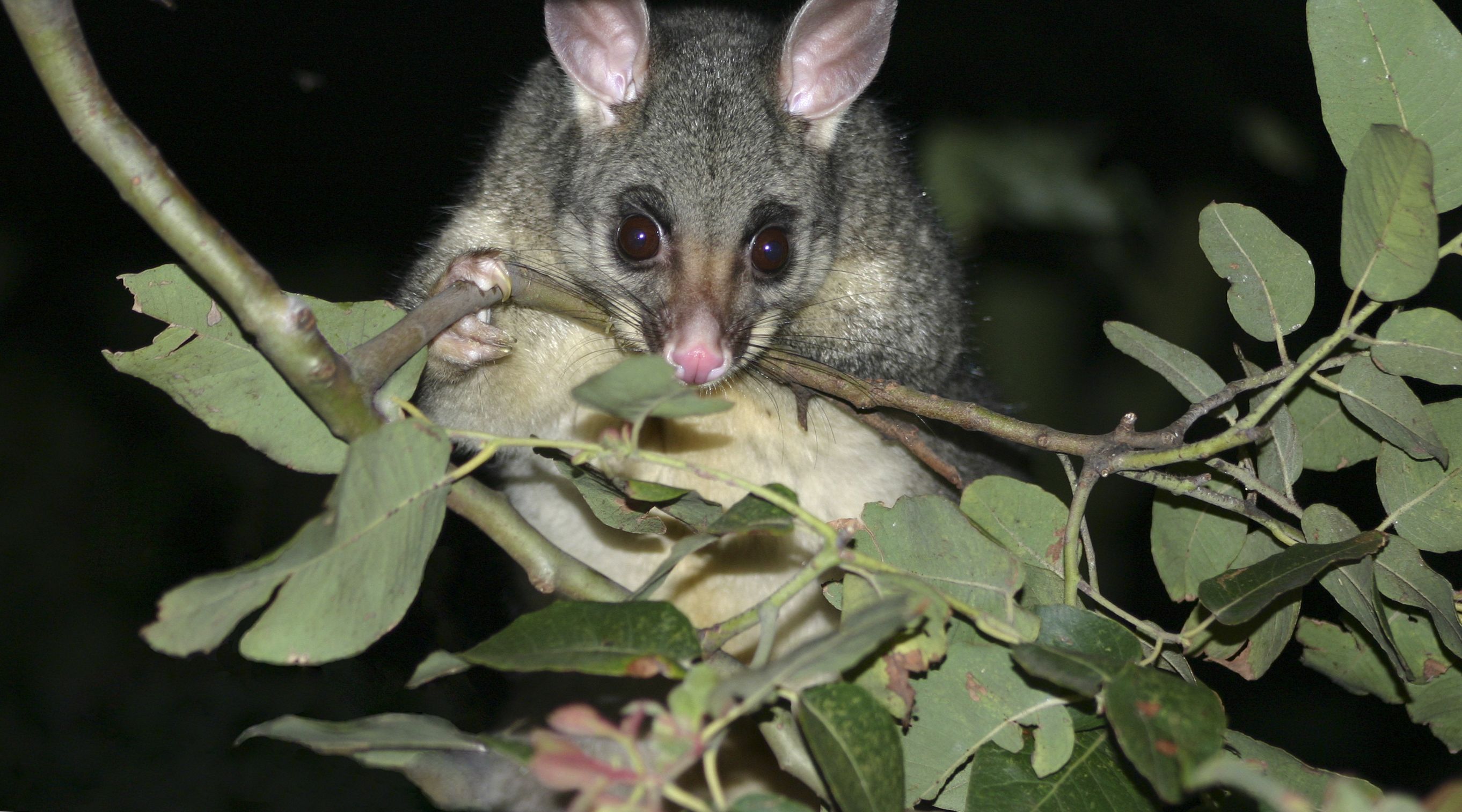 Brushtail possum in tree