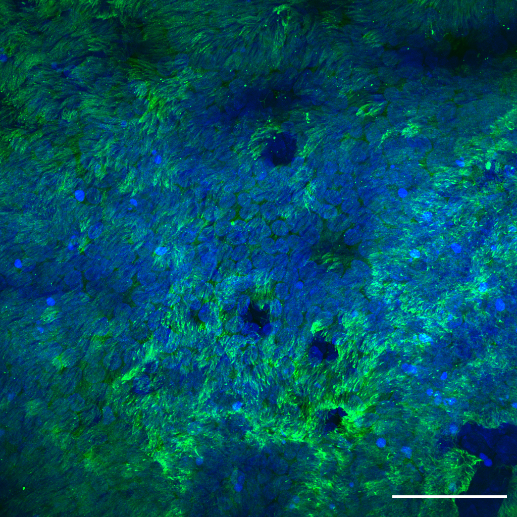 Confocal microscopy image blue and greens