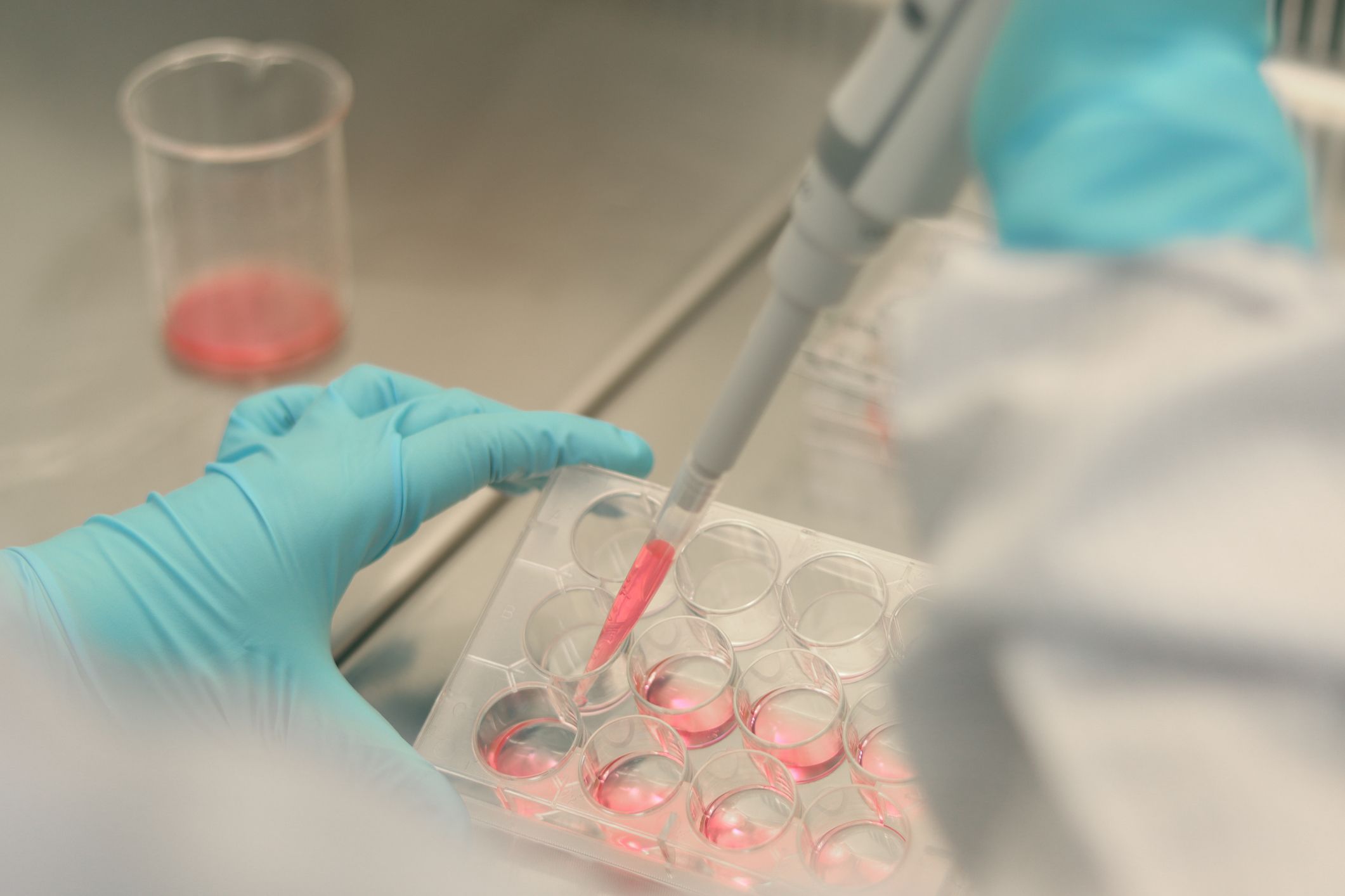 Scientist working in laboratory, microbiologist's hand with gloves holding a pipette, preparing culture media for cell culture science experiment