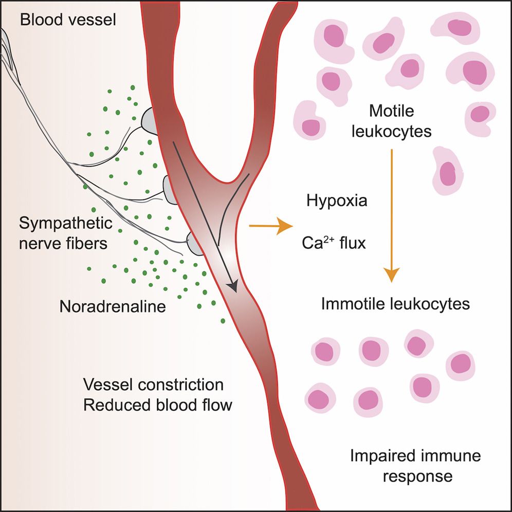 How stress can stop immune cells in their tracks