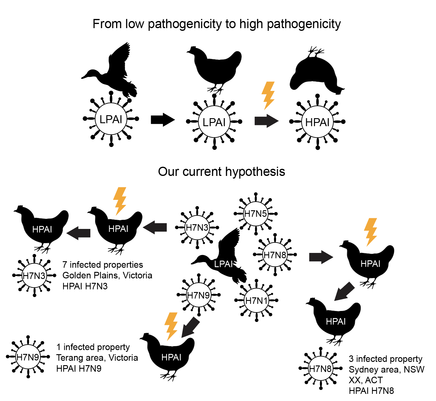 From low pathogenicity to high pathogenicity (Graph by Dr Michelle Wille from the Doherty Institute)